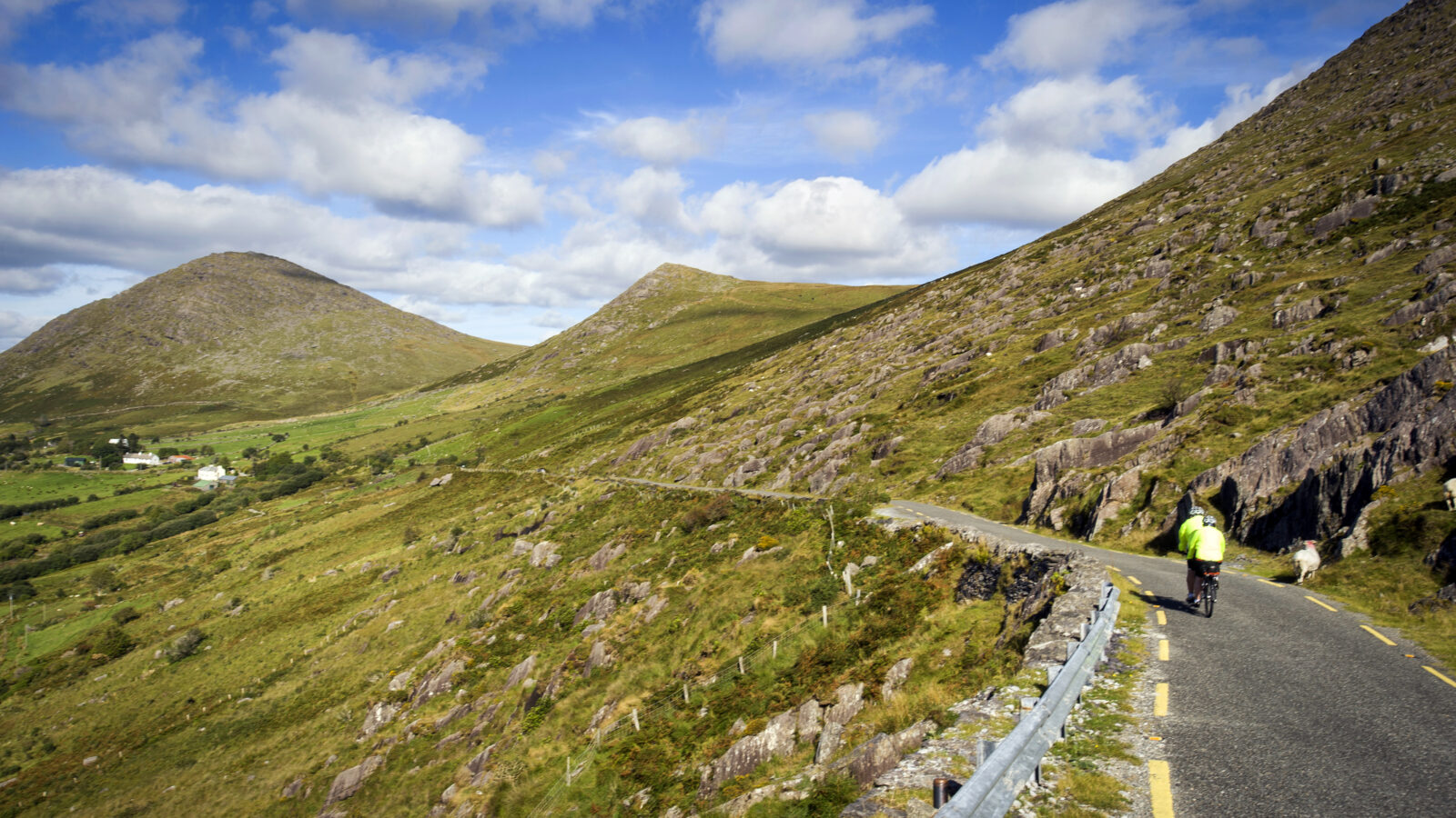 beara