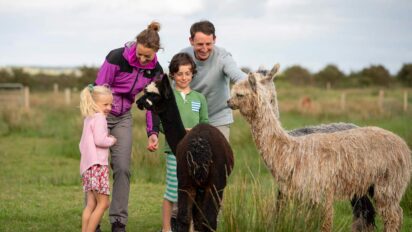 Family meeting three alpacas in rural setting.
