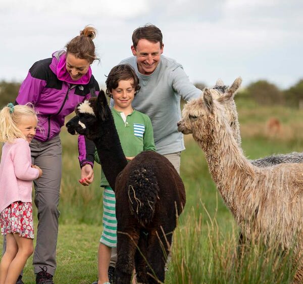 Family meeting three alpacas in rural setting.