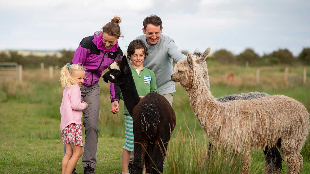 the-loop-head-flying-alpaca-tour