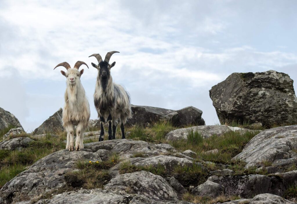 Beara Goats lookout