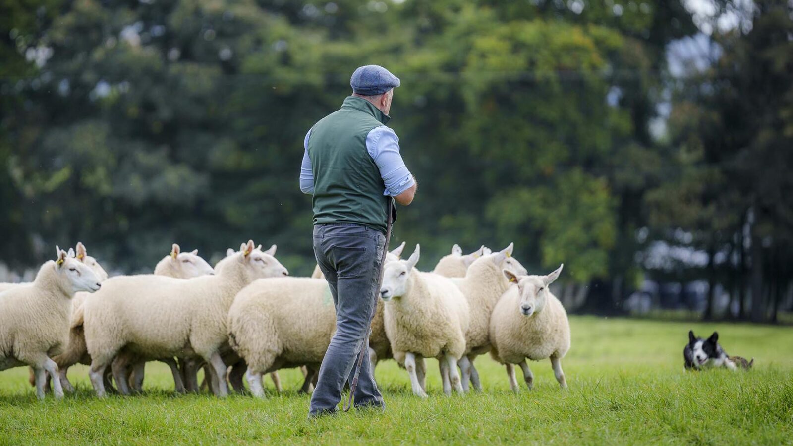 irish-working-sheepdogs-emo-court-tour-dublin